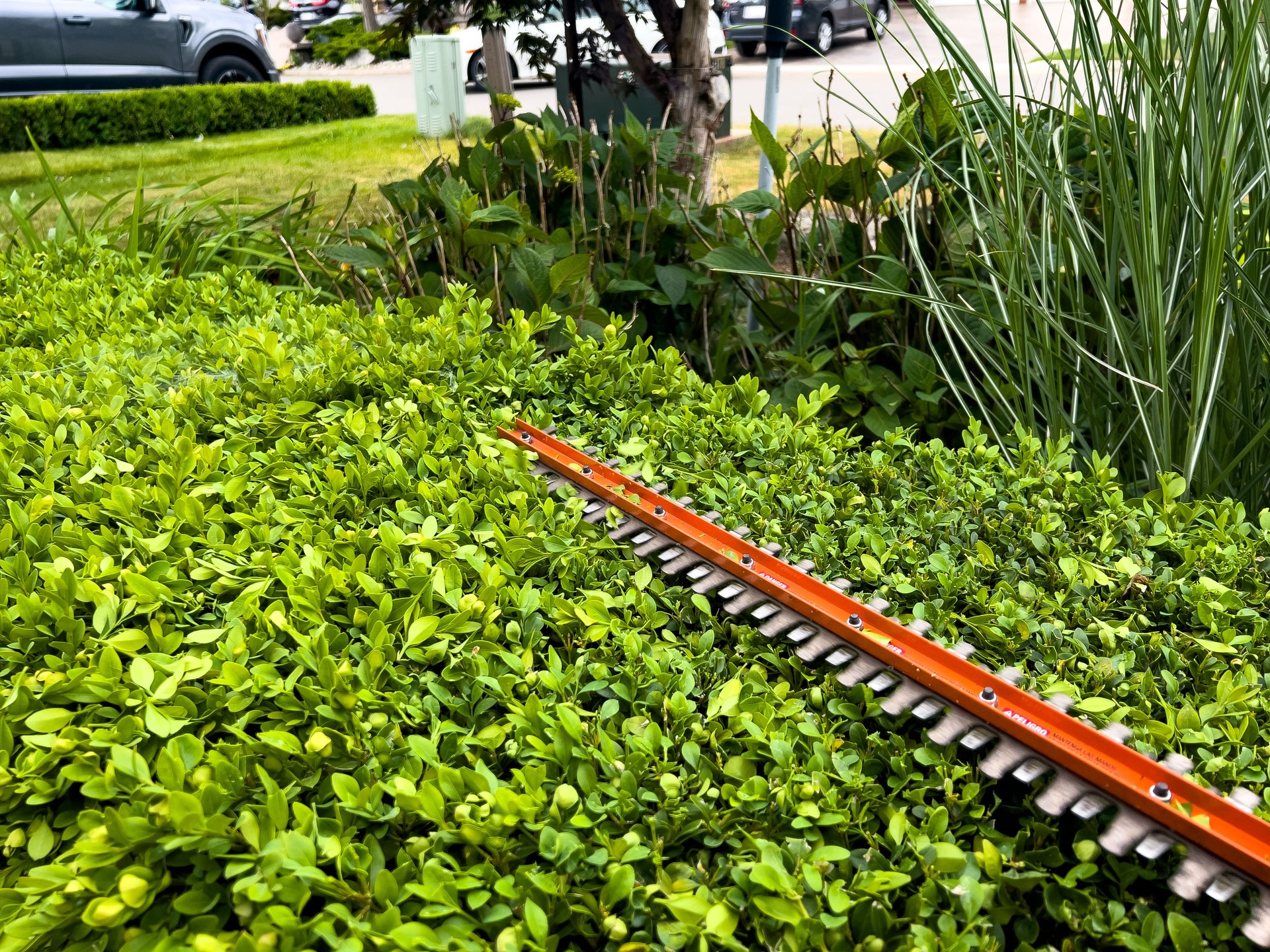 Landscaper is trimming hedge with power saw